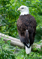 Bald eagle (captive)