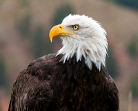 Bald eagle II (captive)