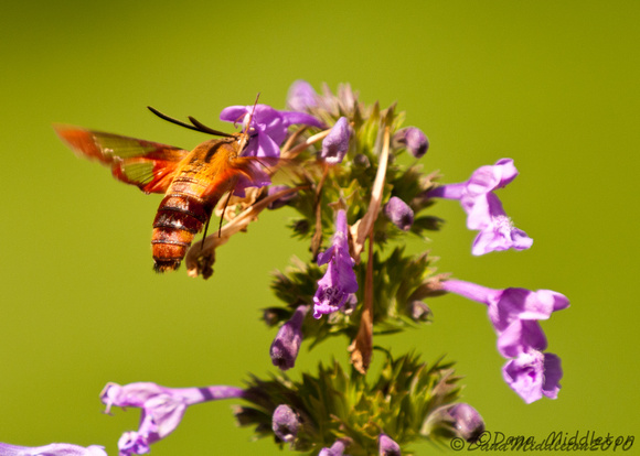 Hummingbird moth  Hemaris thysbe