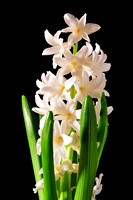 Hyacinth, white