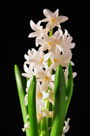 Hyacinth, white