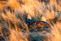 Sharptail grouse