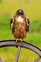 Red-tailed hawk (wheel)
