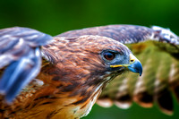 Red-tailed hawk (wings)