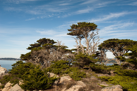 Cypress, Point Lobos