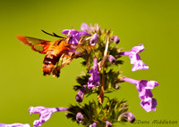 Hummingbird moth  Hemaris thysbe