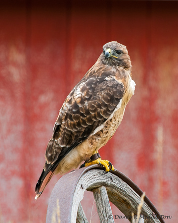 Red-tailed hawk (barn)
